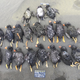 Here are 19 tufted puffins found on the Pribilof Islands, Alaska, on October 19, 2016. :(